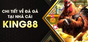 Đá gà King88