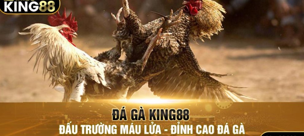 Hướng dẫn 4 bước tham gia đá gà tại nhà cái King88